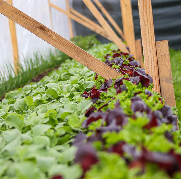 Kopfsalat im Hochbeet 