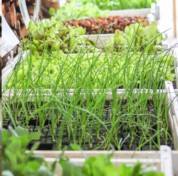 Jungzwiebeln im Hochbeet